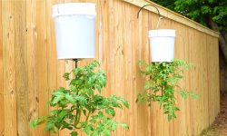 How Growing Tomato Plants Upside Down Can Boost Your Crop