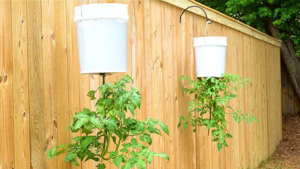 Growing Tomato Plants Upside Down