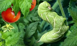 Hornworms on Tomato Plants: Signs, Damage, and Solutions