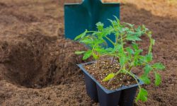 How Deep Do Tomato Roots Grow? Tips for Growth