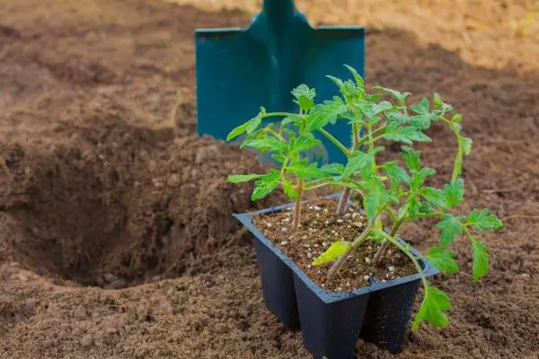 How Deep Do Tomato Roots Grow