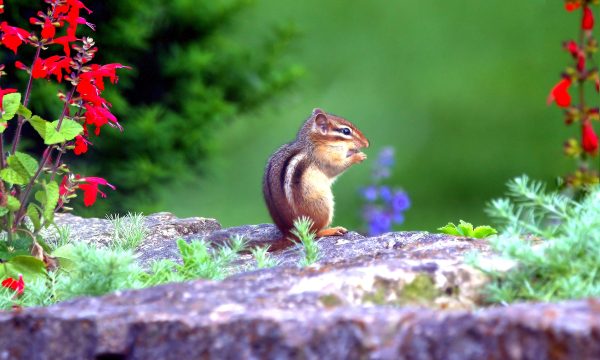 How Do I Get Rid of Chipmunks in My Yard