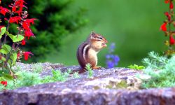 How Do I Get Rid of Chipmunks in My Yard