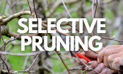 How Do You Prune a Weeping Cherry Tree the Right Way
