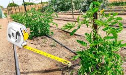 How Far Apart to Plant Tomatoes for a Healthy, Productive Garden