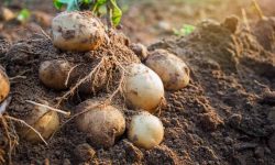 How Long Do Potatoes Take to Grow and When to Harvest Them