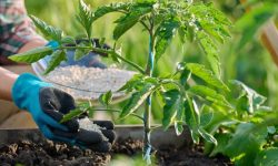 When and How to Fertilize Tomatoes for Explosive Growth