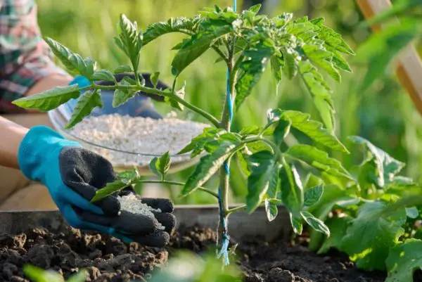 How to Fertilize Tomatoes