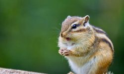 How to Get Rid of Chipmunks in Your Yard