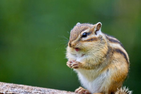 How to Get Rid of Chipmunks in Your Yard