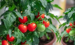 How to Grow Tomatoes in Containers Successfully