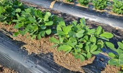 How to Plant Peanut Plants: A Step-by-Step Guide for Beginners