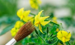 How to Pollinate Tomatoes Like a Pro for Bigger, Juicier Harvests