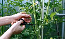 How to Prune Tomato Plants for Maximum Yield and Health