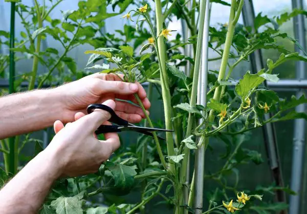How to Prune Tomato Plants