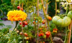 Why Marigolds and Tomatoes Make the Perfect Garden Duo