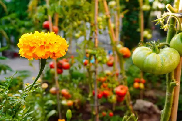 Marigolds and Tomatoes