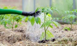 The Ultimate Guide to Mulching Tomato Plants for Pest-Free