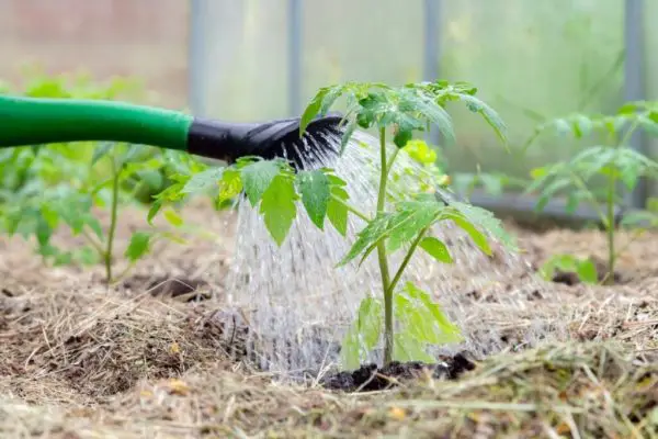 Mulching Tomato Plants
