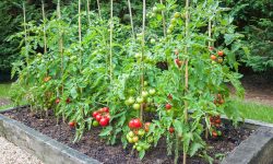 The Ultimate Guide to Planting Tomatoes in Raised Beds
