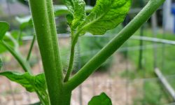 Suckering Tomato Plants: The Secret to Boosting Your Harvest