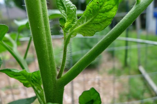 Suckering Tomato Plants