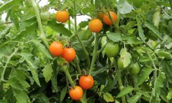 Why Gardeners Love Sun Gold Tomatoes: Taste, Tips, and More