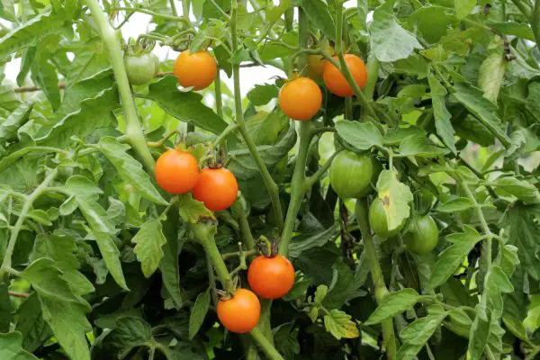 Sun Gold Tomatoes
