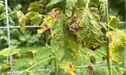 Tomato Plant Diseases: How to Identify and Protect Your Garden