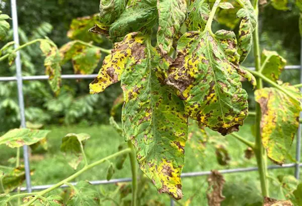 Tomato Plant Diseases