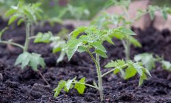 Step-by-Step Guide to Transplanting Tomato Plants