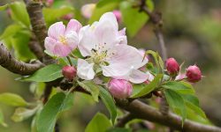 When Does Apple Tree Blossom? Tips to Maximize Fruit Yield