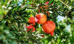Discover When Pomegranates Are in Season for Optimal Flavor