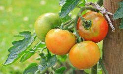 When Should I Pick My Tomatoes for the Best Taste and Quality