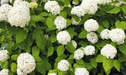 When to Cut Back Hydrangeas for the Best Blooms Every Year