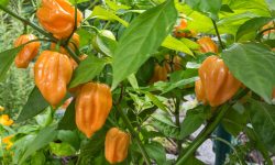 When to Harvest Habanero for the Best Taste and Spiciest Results