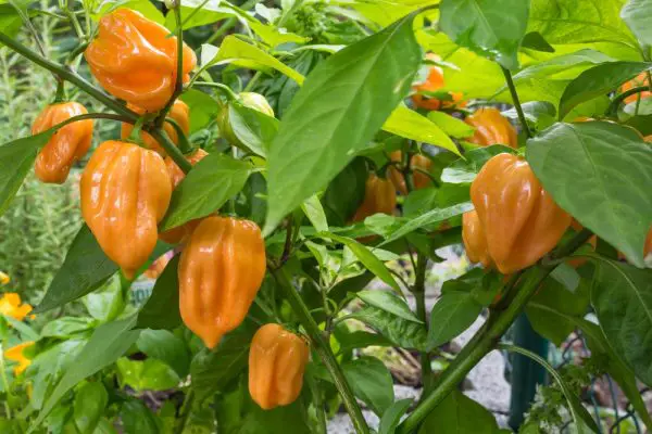 When to Harvest Habanero