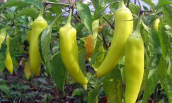 When to Pick Banana Peppers for Maximum Flavor and Crunch