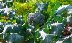 When to Pick Broccoli for the Best Flavor and Yield