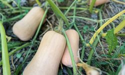 When to Pick Butternut Squash for Perfect Ripeness