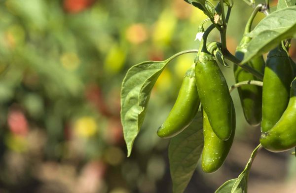 When to Pick Jalapenos