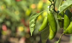 When to Pick Jalapenos for Maximum Heat and Freshness