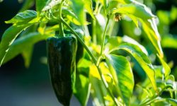 When to Pick Poblano Peppers for the Perfect Flavor and Heat