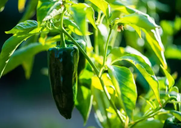 When to Pick Poblano Peppers