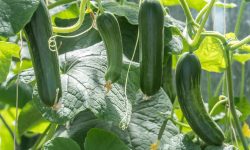 When to Pick Zucchini for the Best Flavor and Tender Texture