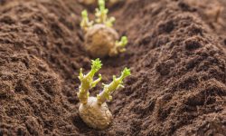 When to Plant Potatoes in Your Region for the Best Results