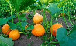 When to Plant Pumpkins: Tips for Perfect Pumpkin Patch Timing