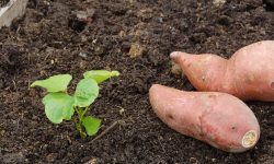 When to Plant Sweet Potatoes for the Biggest Harvest Ever