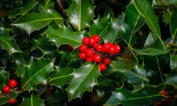 When to Prune Holly Bushes for Healthy Growth and Shiny Leaves