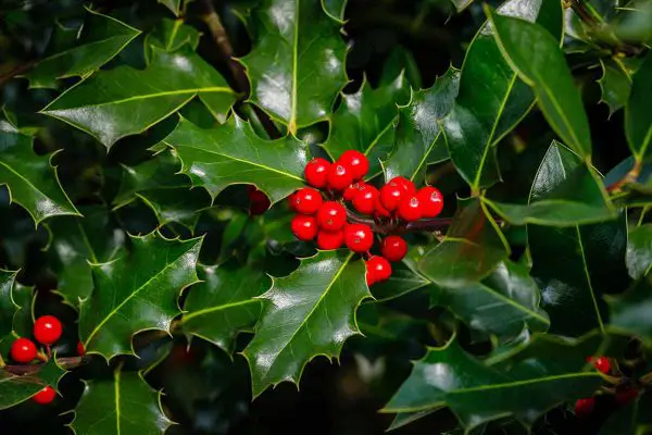 When to Prune Holly Bushes